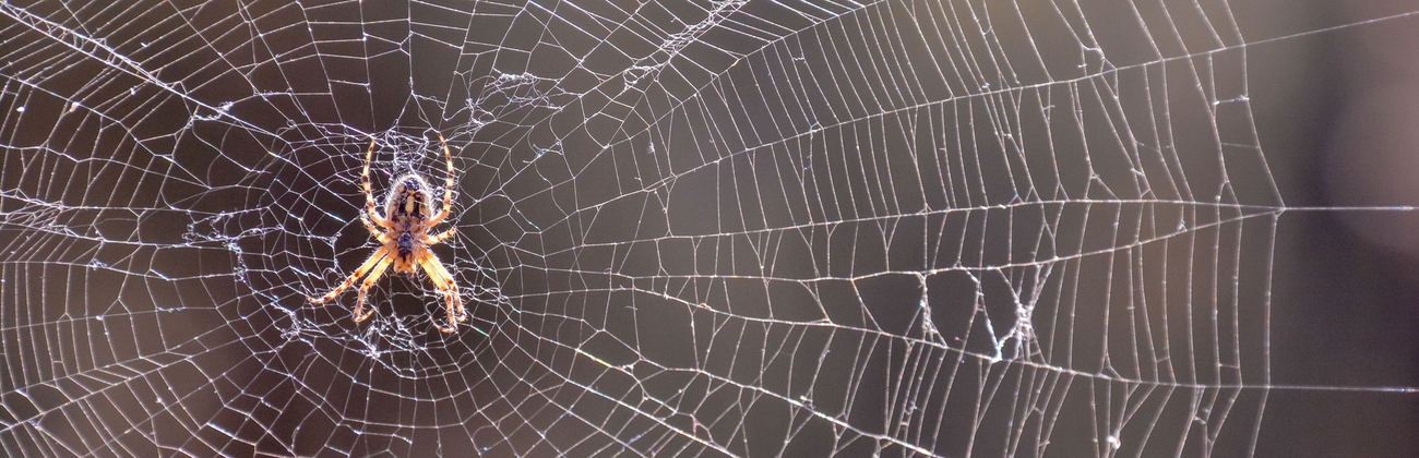 Phobias-banner